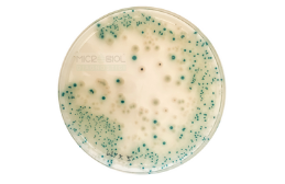 CCI Cromogenic Cronobacter 2017