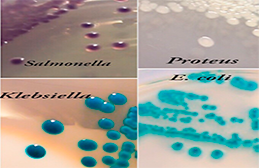 Salmonella Chromogenic Agar