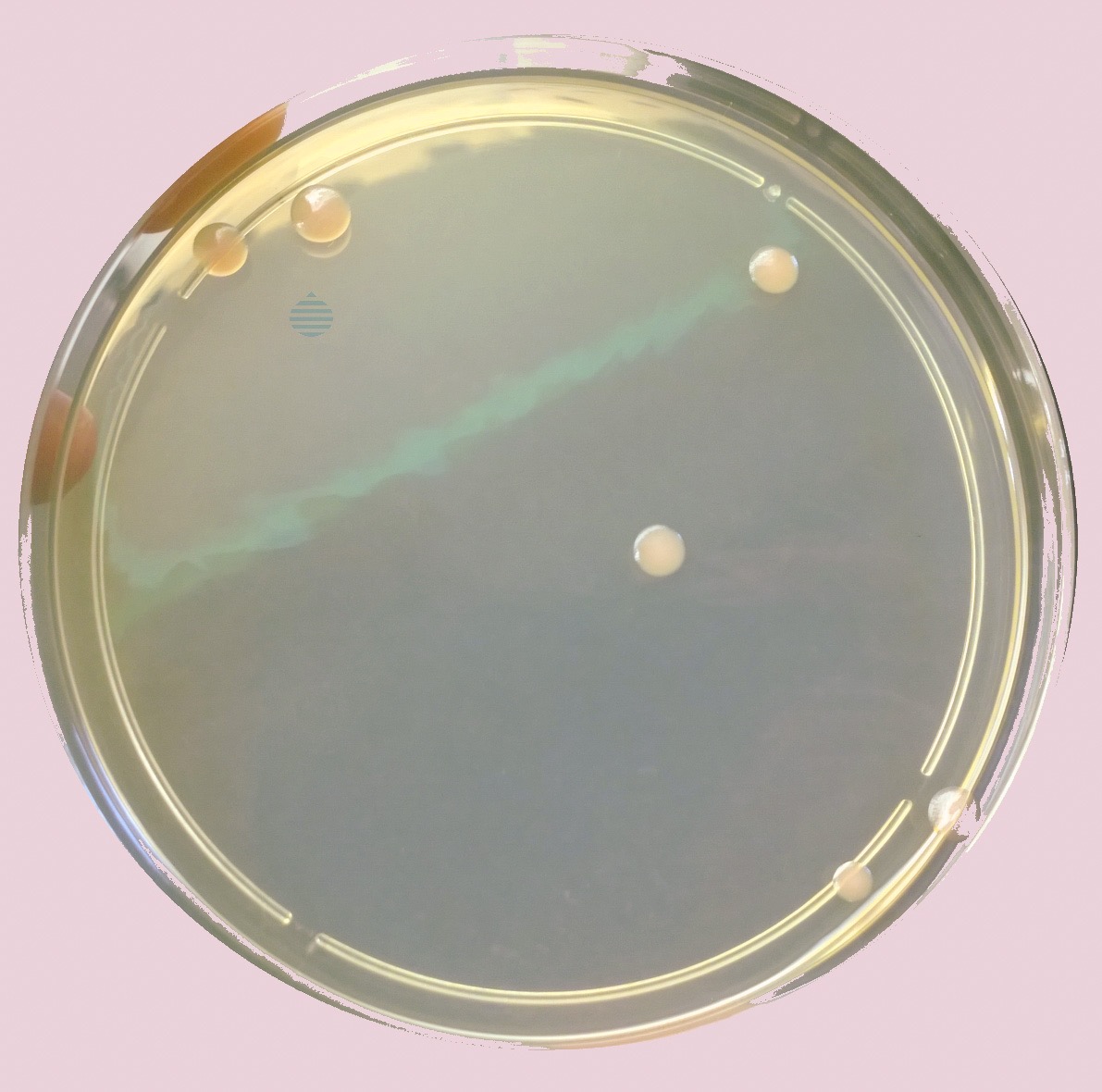 BRUCELLA AGAR BASE (SECONDO FARRELL)