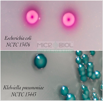 CARBAENTEROCHROM AGAR