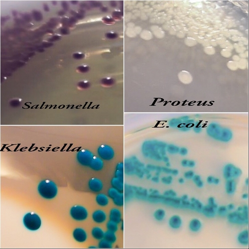 SALMONELLA CHROMOGENIC AGAR