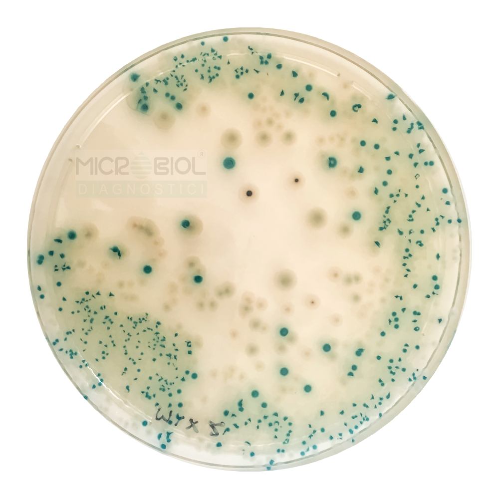 CHROMOGENIC CRONOBACTER ISOLATION AGAR