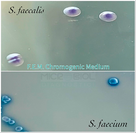 F.E.M. CHROMOGENIC MEDIUM