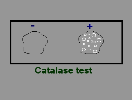 CATALASI TEST