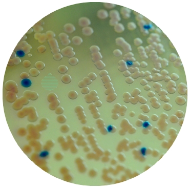 CHROMOGENIC AGAR E.COLI O157