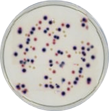 m-COLIFORM AGAR