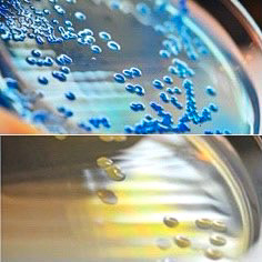 M-FAECAL COLIFORM AGAR