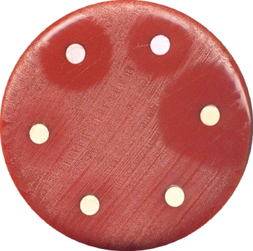 MH-F MUELLER HINTON AGAR +5% Sangue Cavallo + B-NAD