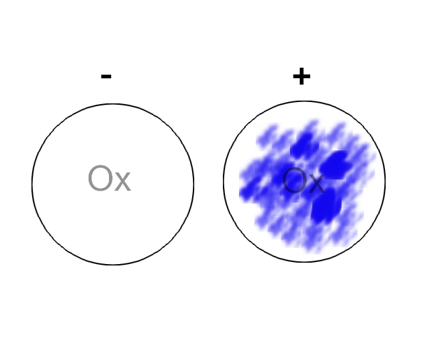 OXIDASE TEST (Dischi)