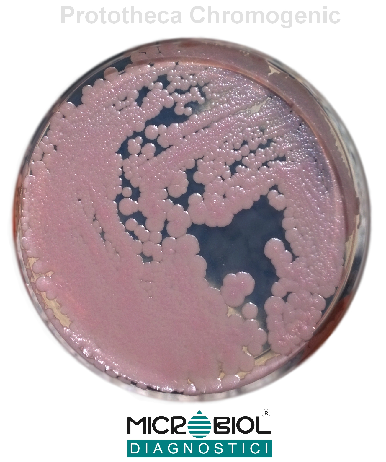 PROTOTHECA CHROMOGENIC S.I.C. AGAR (SELECT-ID-CROM)