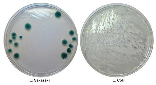 ENTEROBACTER SAKAZAKII CHROMOGENIC MEDIUM