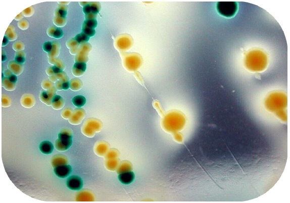 SALMONELLA DETECTION AGAR