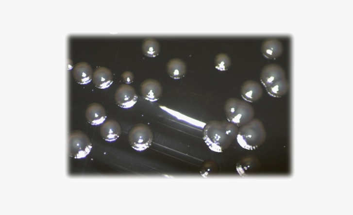 Legionella AB ISO 11731:2017