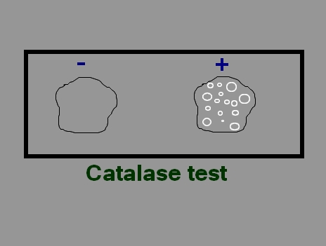 CATALASE TEST